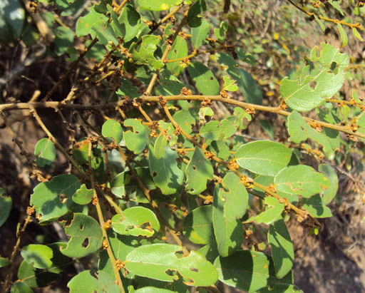 Cây Thổ mật leo. Bridelia stipularis - Cây Thuốc Nam Quanh Ta